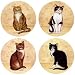 Hindostone Set of Four Country Kittens Stone Coasters