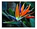 Tearful Bird Botanical Photographic Poster Print by Lynda Lehmann, 10x8