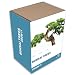 Grow Your Own Bonsai Tree Garden Kit (GAR19) - Grow It Bonsai Tree Garden Gift Box