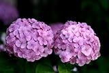 Hydrangeas, Purple Stem-Dyed, Wholesale 20 Flowers