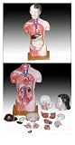 Review Inoneword  / Scientific Anatomical Model : 42cm Female Torso - 15 Dissectible Parts