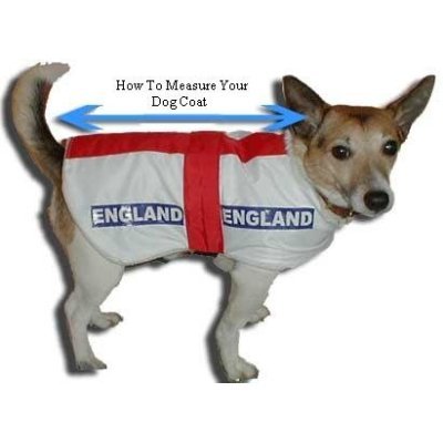 Dog wearing England flag
