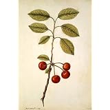 Cherry, by Jacques Le Moyne de Morgues (Print On Demand)