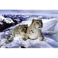 Snow Leopards Animals Poster Print