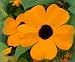 30 BLACK EYED SUSAN VINE Thunbergia Alata Flower Seeds