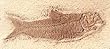 Knightia Humilis Fish Replica