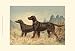 Irish Setter II - Alexander Pope Art Print Poster 19 x 13