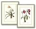 Amaryllis Brasiliensis by Georg Dionysius Ehret, 22x29