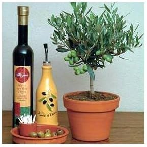 Seeds and Things Olive Tree 10 Seeds - Olea Europaea - Great Houseplant It Is of Major Agricultural Importance in the Mediterranean Region As the Source of Olives and Olive Oil. Makes a Great Bonsai.