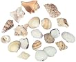 Sea Shells In Net 12/Pkg-Natural