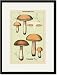 Black Framed/Matted Print 17x23, Unwholesome Fungi: Bitter Boletus