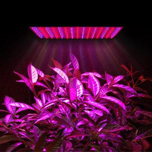 Sources Of Energy 225 High Power Ultrathin Blue Red Plant Grass Herb Flower Growing Grow LED Light Lamp Panel