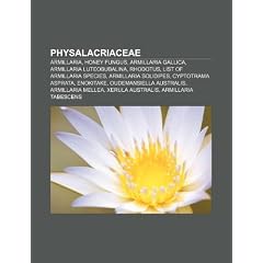 Physalacriaceae: Armillaria, Honey Fungus, Armillaria Gallica, Armillaria Luteobubalina, Rhodotus, List of Armillaria Species
