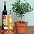 Olive Tree 25 Seeds - Olea europaea - Great Houseplant