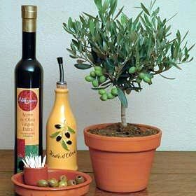 Olive Tree 25 Seeds - Olea europaea - Great Houseplant