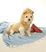 Pet Supplies : Dog Costume - Hoodie Lion Dog Costume - Medium