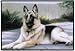 GERMAN SHEPHERD / DOORMAT Art by Barrie Barnett