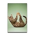Cats Doing Yoga Animal Wall Paper Sports Wall Paper Anime Wall Paper