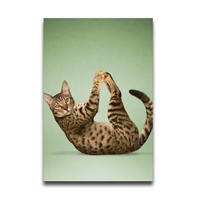 Cats Doing Yoga Animal Wall Paper Sports Wall Paper Anime Wall Paper
