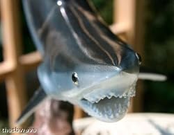 Taxidermy 20" Fiberglass Mako Shark Sculpture Statue