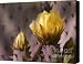 Spring in the Desert Canvas Print / Canvas Art - Artist Sandra Bronstein