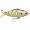 Sexy Shad