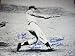 MARIS 16X20 PHOTO 61 HR'S AUTOS STALLARD FISHER FOYTACK (BASEBALL)