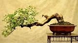 Bonsai Tree - 48