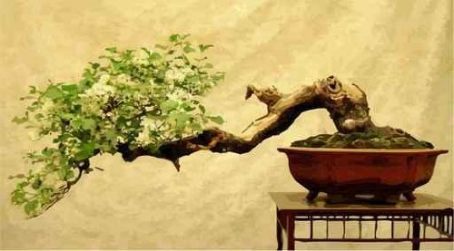 Bonsai Tree - 48