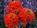 'Hot Papaya' Coneflower - Echinacea - Double Orange