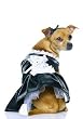 French Maid Cute Dog Holiday Pet Costume