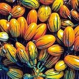 Toga Striped Eggplant 20 Seeds - Heirloom - Rare