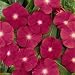 Periwinkle - Rose - 2000 Seeds