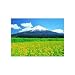 3000ピース 黄色い花畑と富士 30-30
