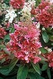 Pinky Winky Hydrangea Bush - NEW FOR 2007 - FANTASTIC