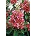 Pinky Winky Hydrangea Bush