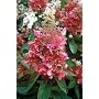 Pinky Winky Hydrangea Bush