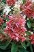 Pinky Winky Hydrangea Bush
