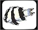 Mouse Pad with humbug, damselfish, water