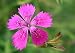 Maiden Pinks Seeds - Dianthus deltoides - 500 Seeds + *FREE SEEDS*