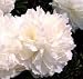 Peony Shirley Temple - One 3/5 Eye Rhizome