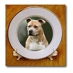 American Staffordshire Terrier - 8 Inch Porcelain Plate