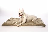 Pet Supplies : ABO Gear Pet PacSac Bed in a Bag