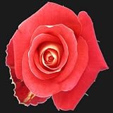 V-DAY DELIVERY IF ORDERED BY 2/11 AT 10:00AM US EASTERN. 25 Long Stem (24 inch) Bicolor Fresh Roses. ONLY BY SPRING IN THE AIR.