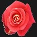 25 Long Stem (24 inch) Bicolor Fresh Roses. ONLY BY SPRING IN THE AIR.
