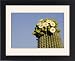 Framed Prints of TD-1751 Giant Saguaro - With buds and flowers from Ardea Wildlife Pets