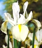 White Excelsior Dutch Iris 20 Bulbs - Multiply Rapidly
