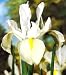 Kitchen & Housewares : White Excelsior Dutch Iris 15 Bulbs - Multiply Rapidly