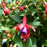 Fuchsia Tom Thumb 3L