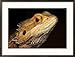 Bearded Dragon Animals Framed Photographic Poster Print by Larry F. Jernigan, 29x21